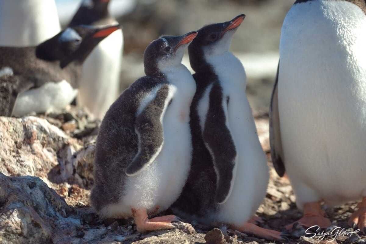 Полярники показали, як підросли пінгвіненята, що мешкають біля "Вернадського"
