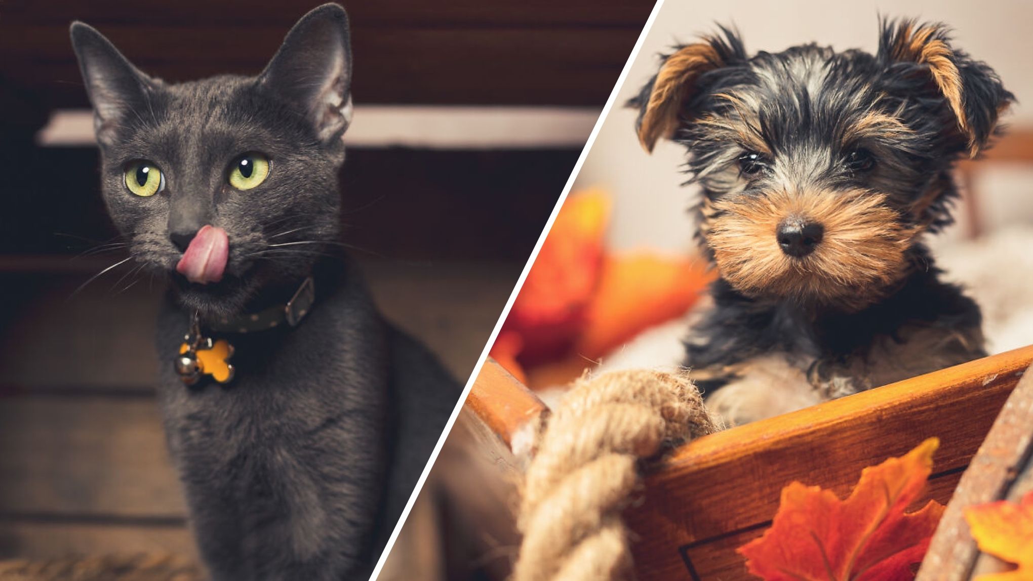 Фотограф влаштовує зйомки домашнім улюбленцям Фотограф влаштовує зйомки домашнім улюбленцям