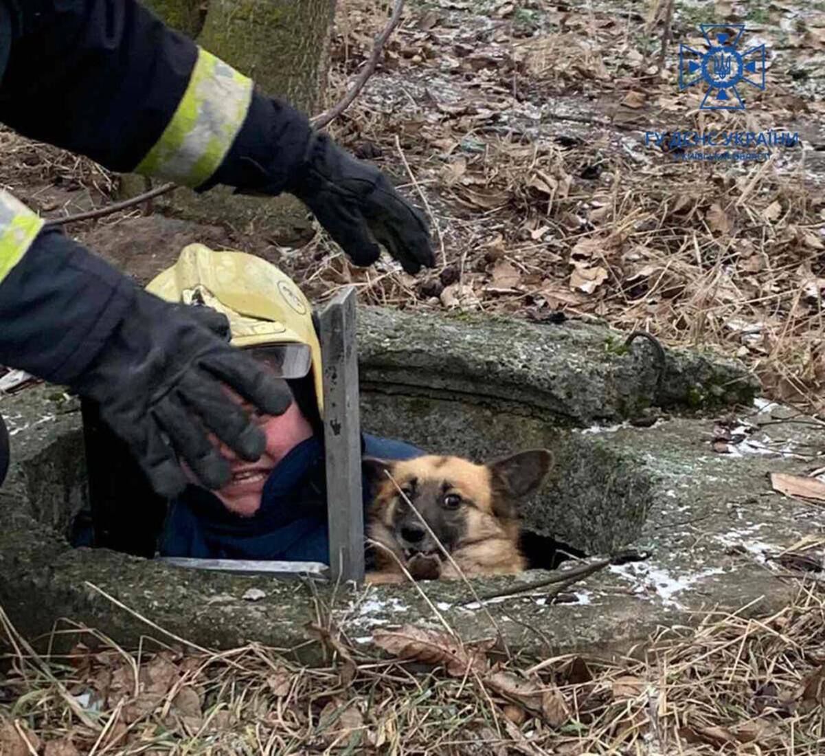 Спасатели вытащили собаку из колодца