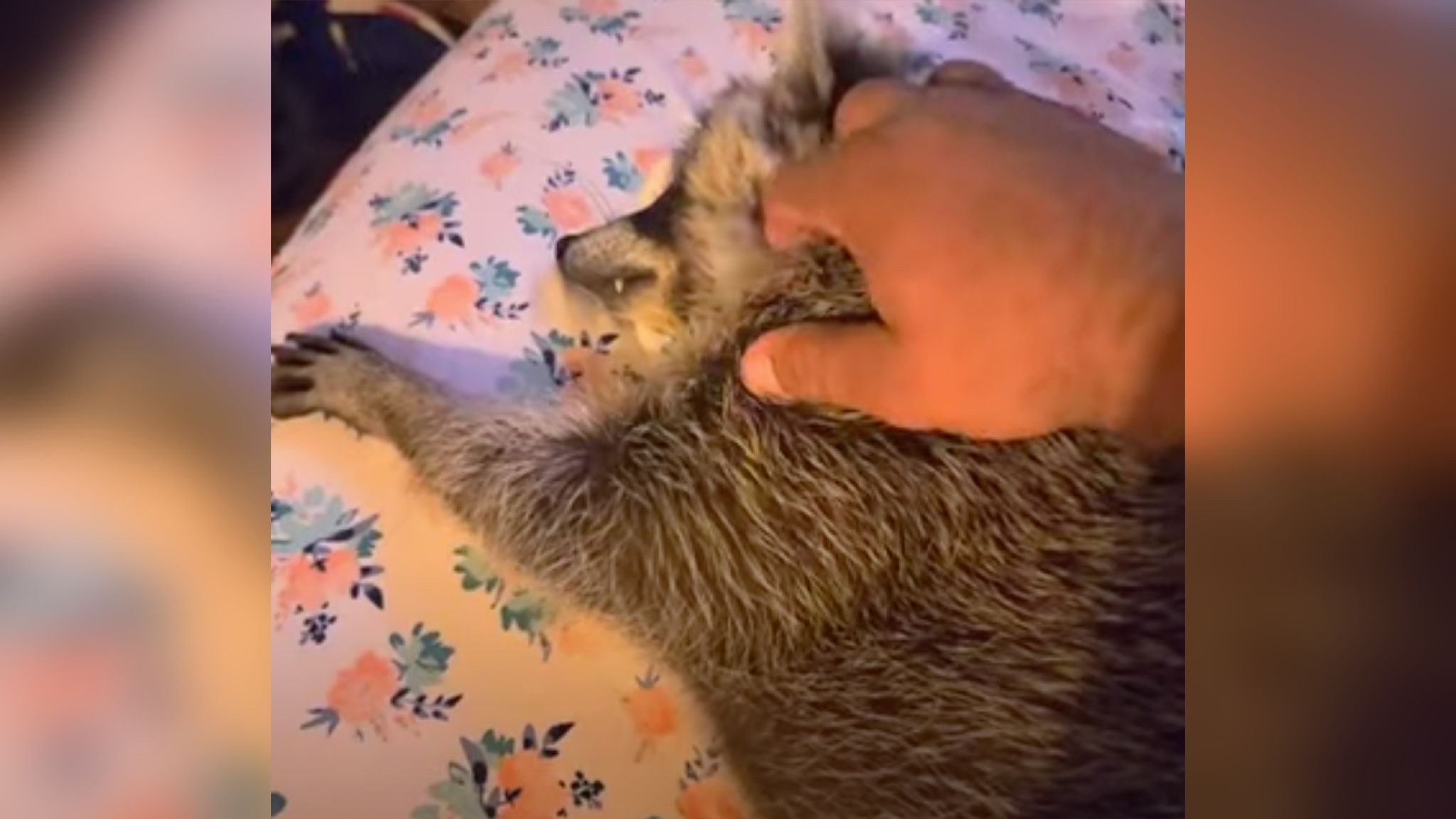 Енот превратил хозяина в раба Енот превратил хозяина в раба