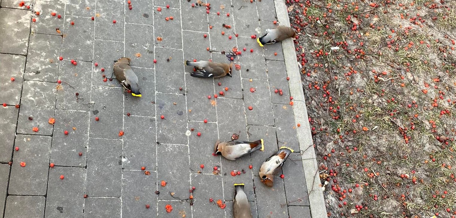 Мертві птахи на вулицях Чернігова
