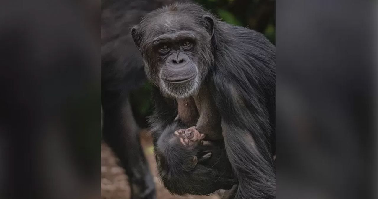 В Англії народилося рідкісне шимпанзе В Англії народилося рідкісне шимпанзе