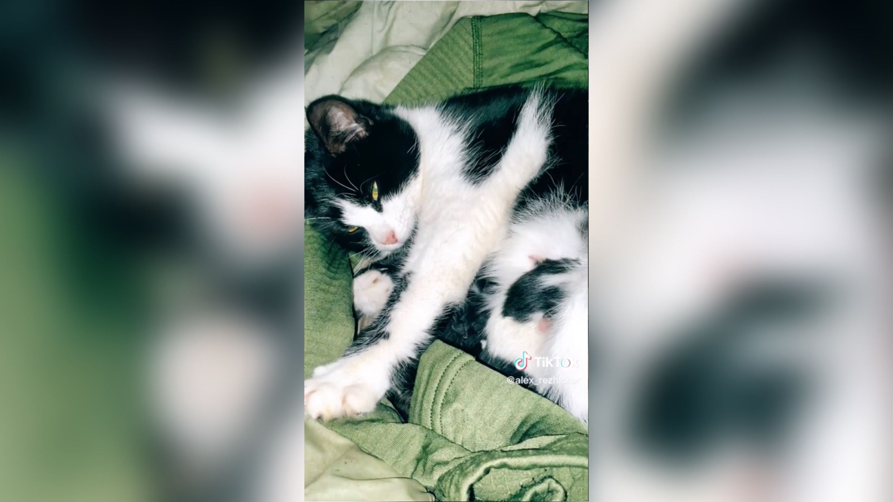 Воин ВСУ под обстрелами принял у кошки роды в окопе Воин ВСУ под обстрелами принял у кошки роды в окопе