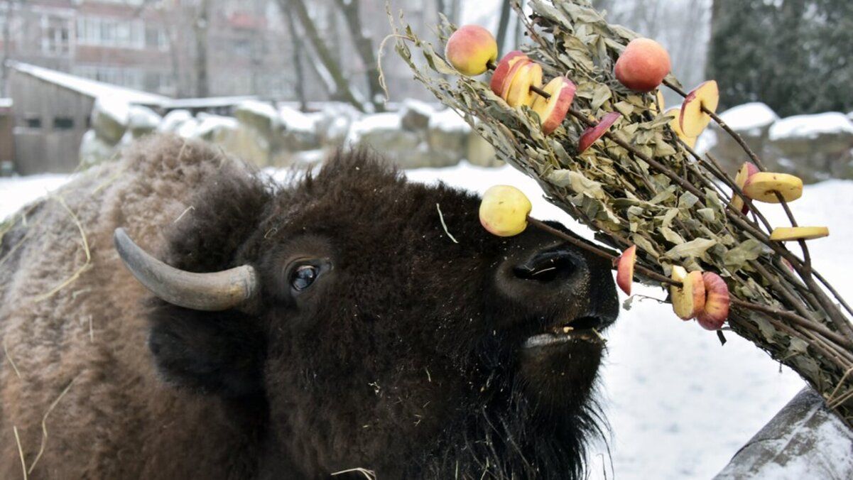 Ранкове частування яблуками бізонів Ранкове частування яблуками бізонів