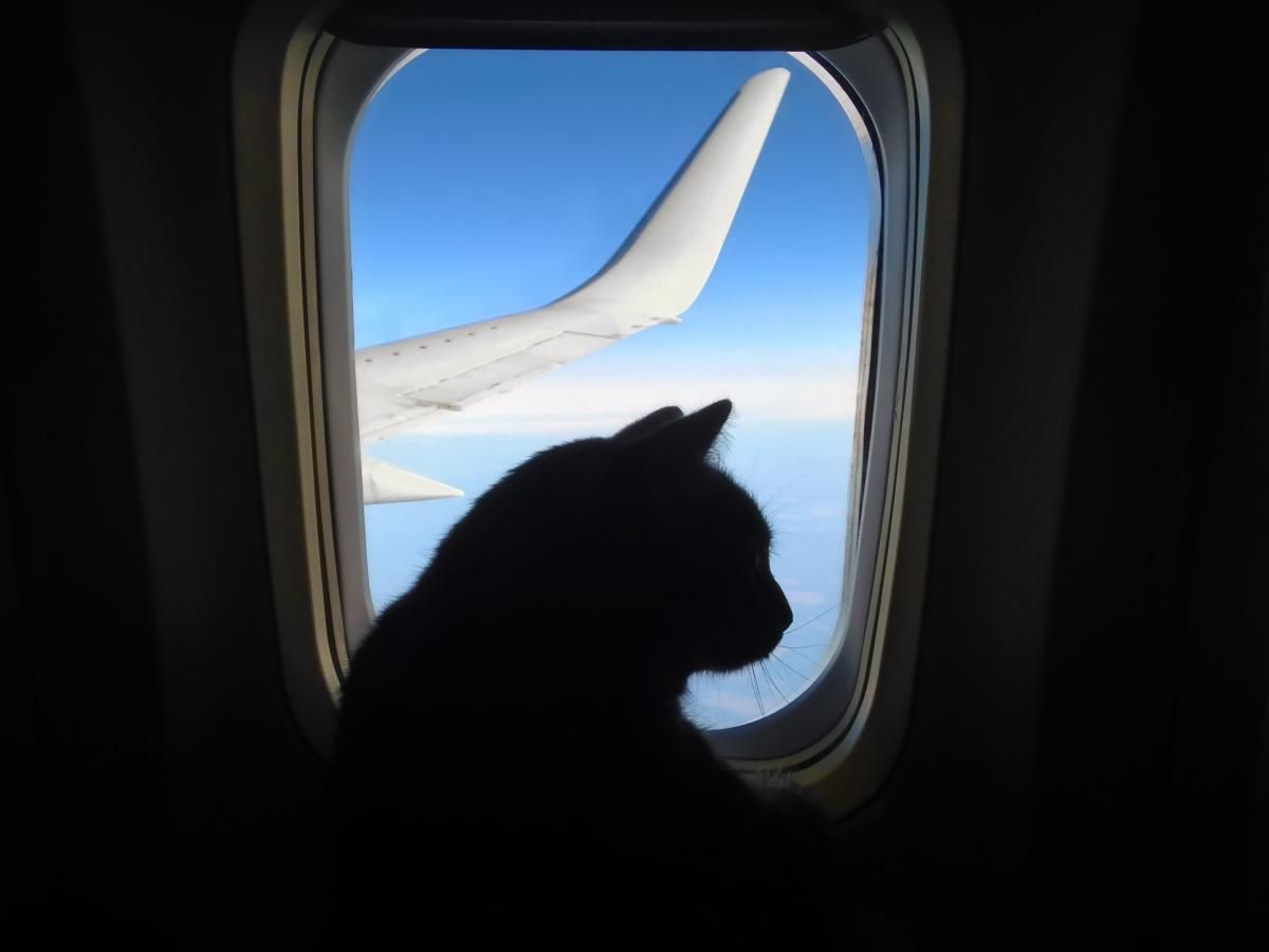 У Болівії авіакомпанія найняла екстрасенса, щоб знайти кота