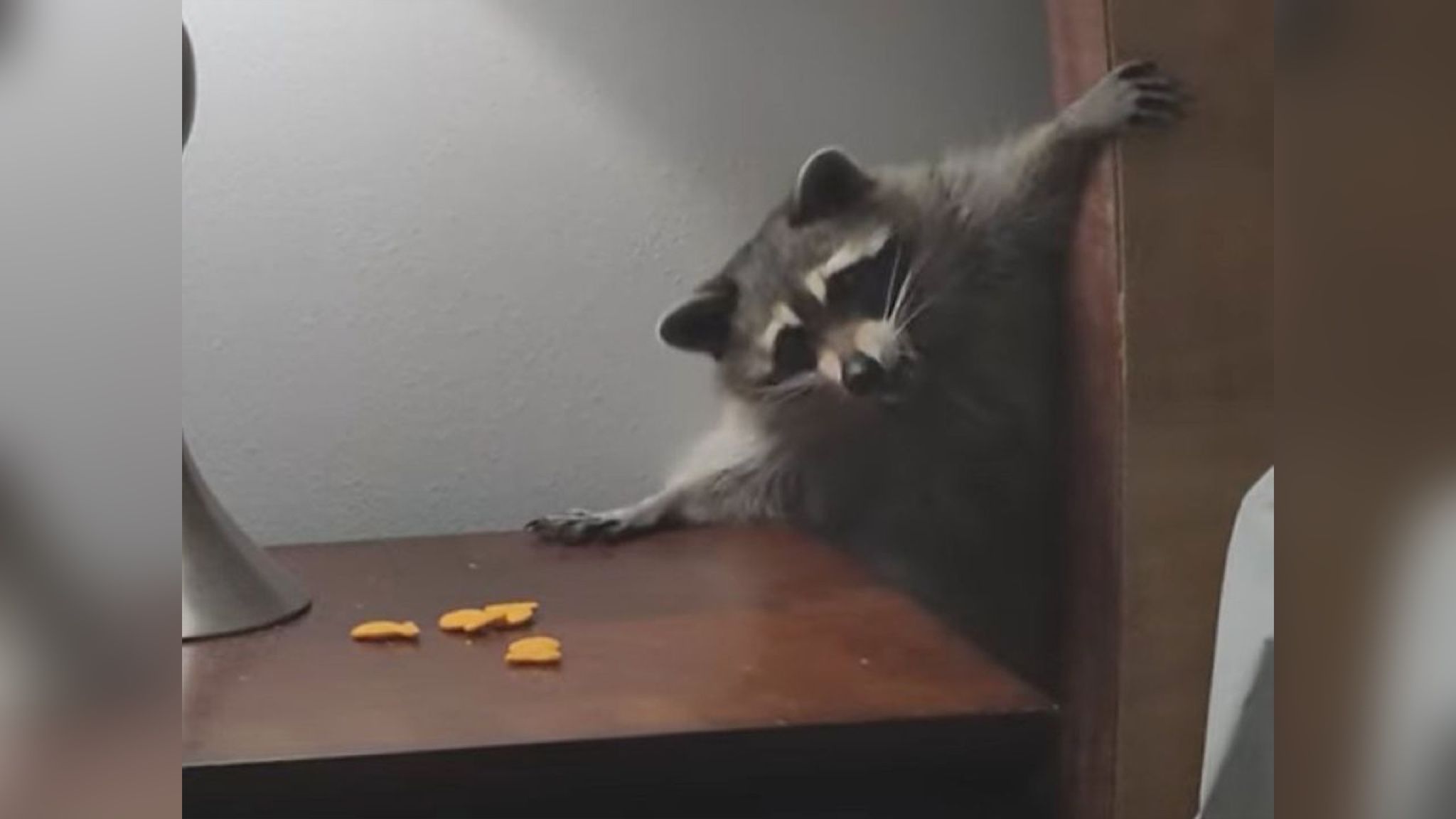 Єнот влаштував "спецоперацію" з викрадення печива Єнот влаштував "спецоперацію" з викрадення печива