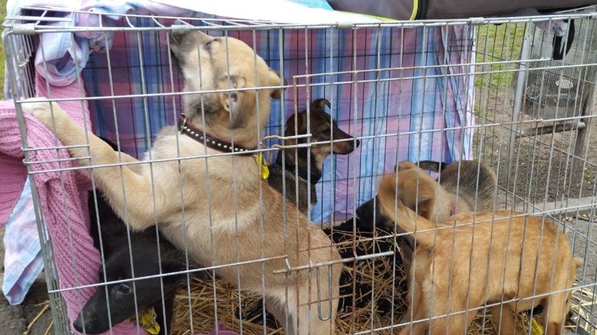 В Николаеве почти 20 щенков нашли новый дом