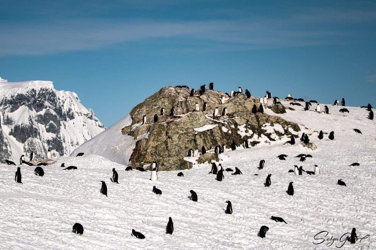 Українські полярники розповіли про нашестя пінгвінів біля "Вернадського"