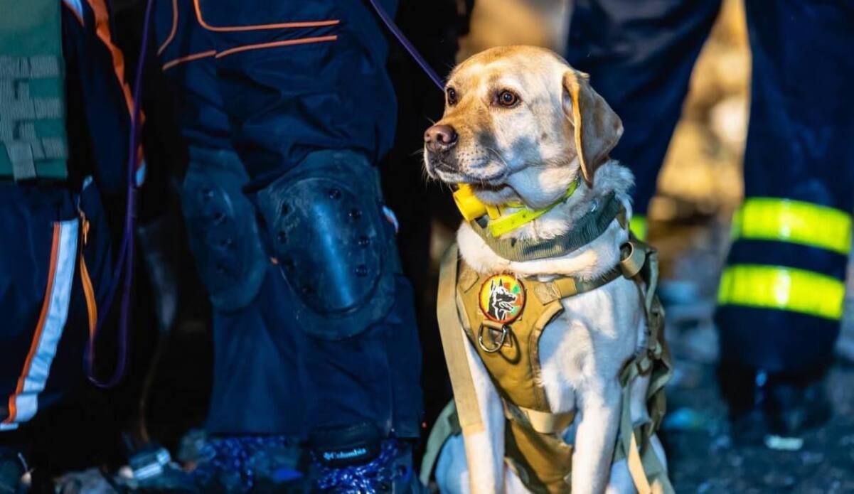 Собаки помогают спасателям искать людей под завалами в Днепре