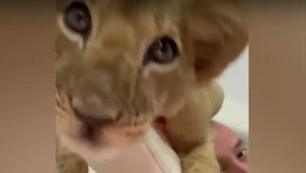 На берегу Днестра в Молдове заметили льва На берегу Днестра в Молдове заметили льва