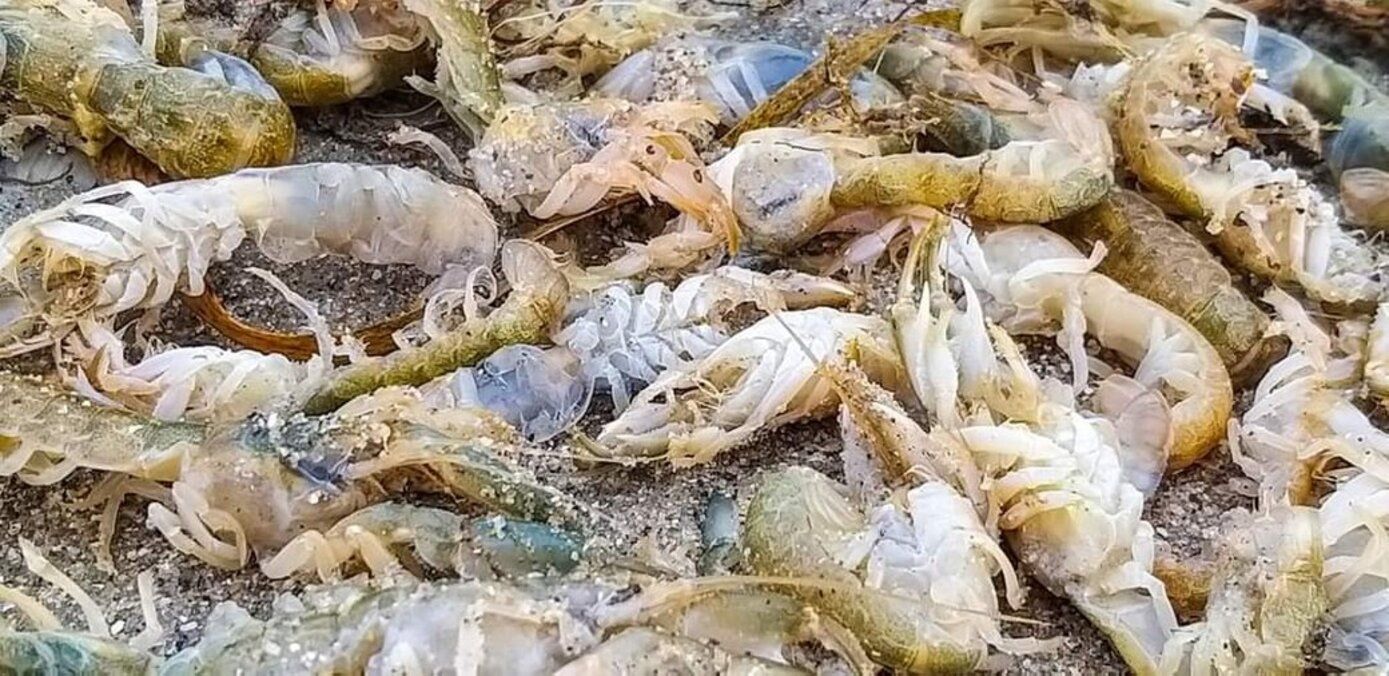 На берега Одесской области выбросило 100 тысяч редких морских животных На берега Одесской области выбросило 100 тысяч редких морских животных