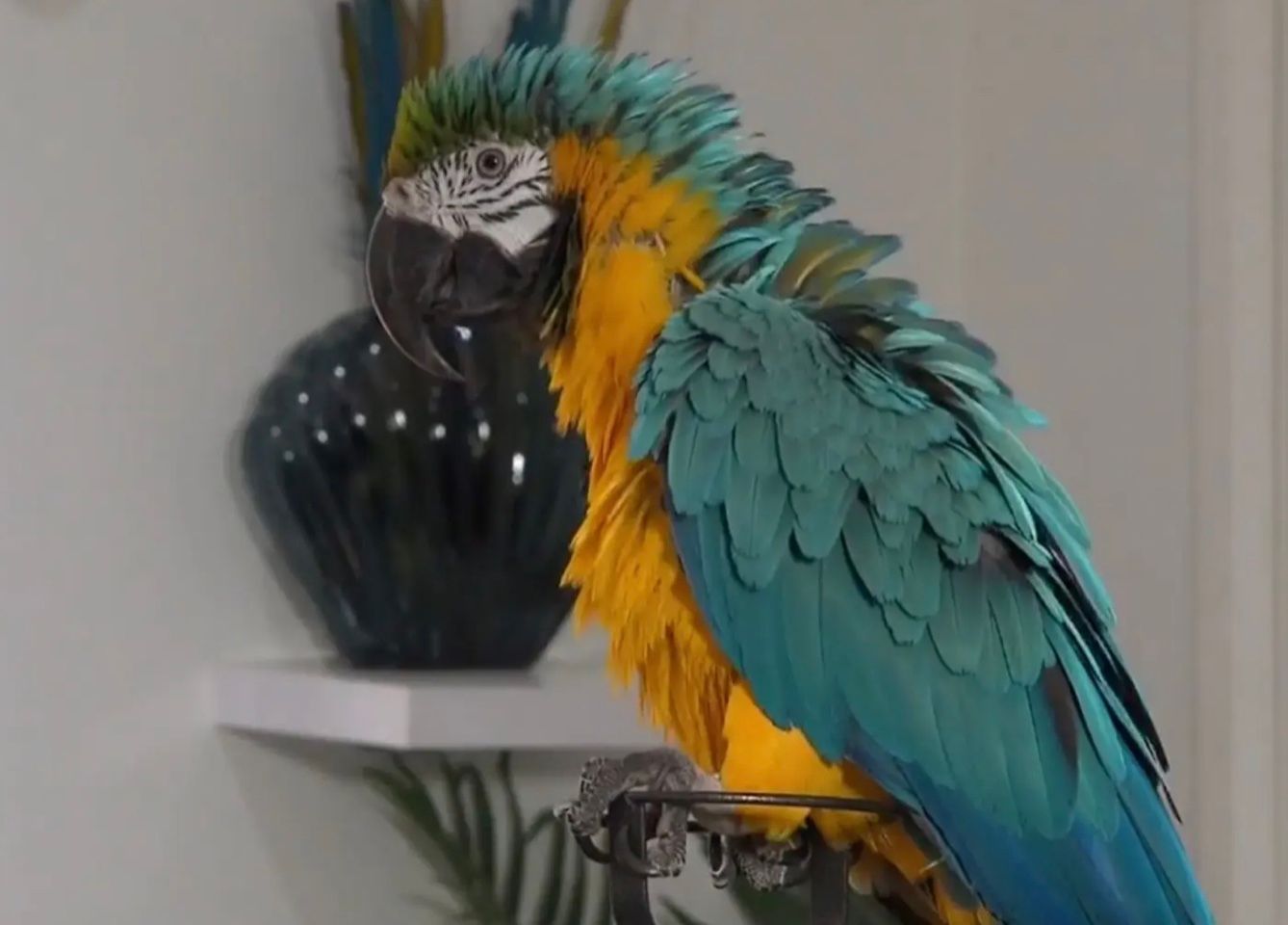 Домашній папуга налякав новорічних грабіжників страхітливими криками Домашній папуга налякав новорічних грабіжників страхітливими криками