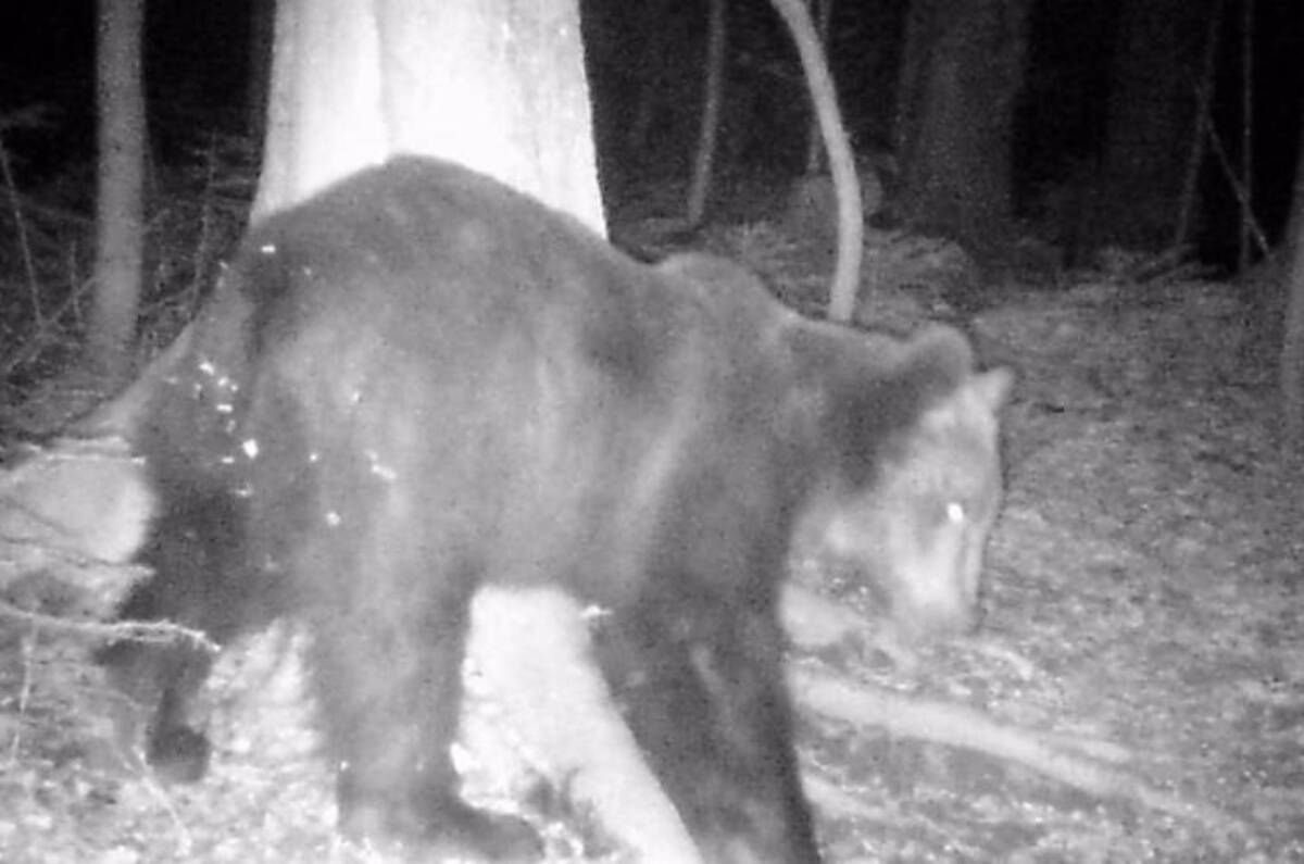 Ведмідь у лісах Карпат, якого зафіксували фотопастки