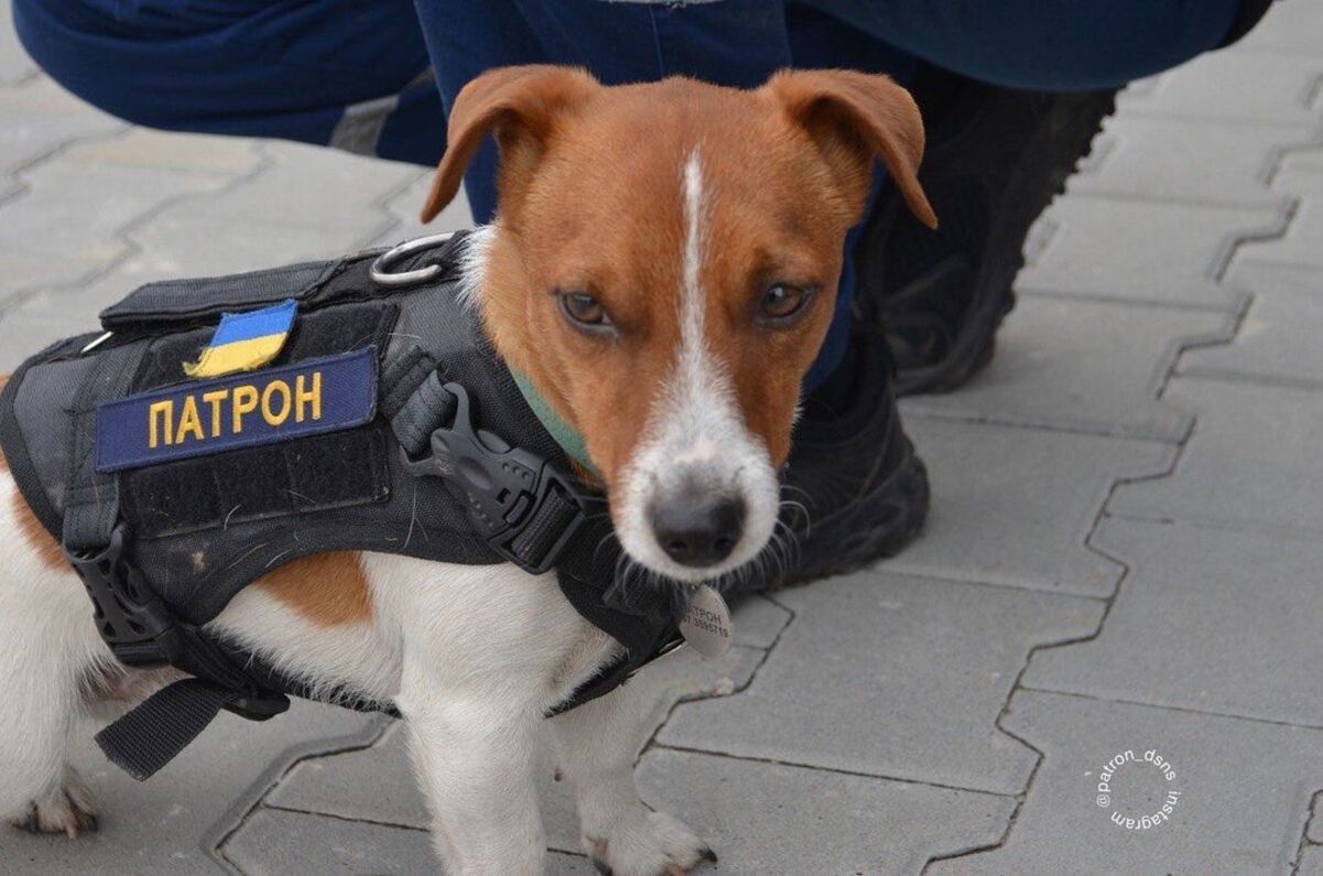 Пес Патрон показался в гневе Пес Патрон показался в гневе