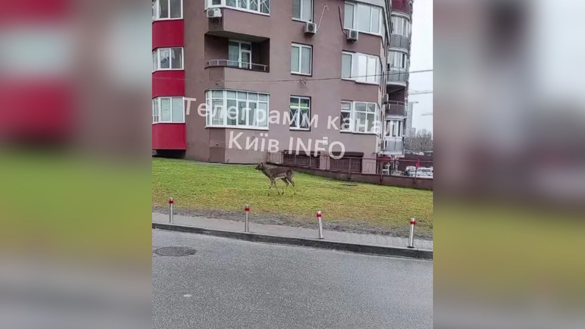 В Киеве заметили бегущего во дворах многоэтажек оленя