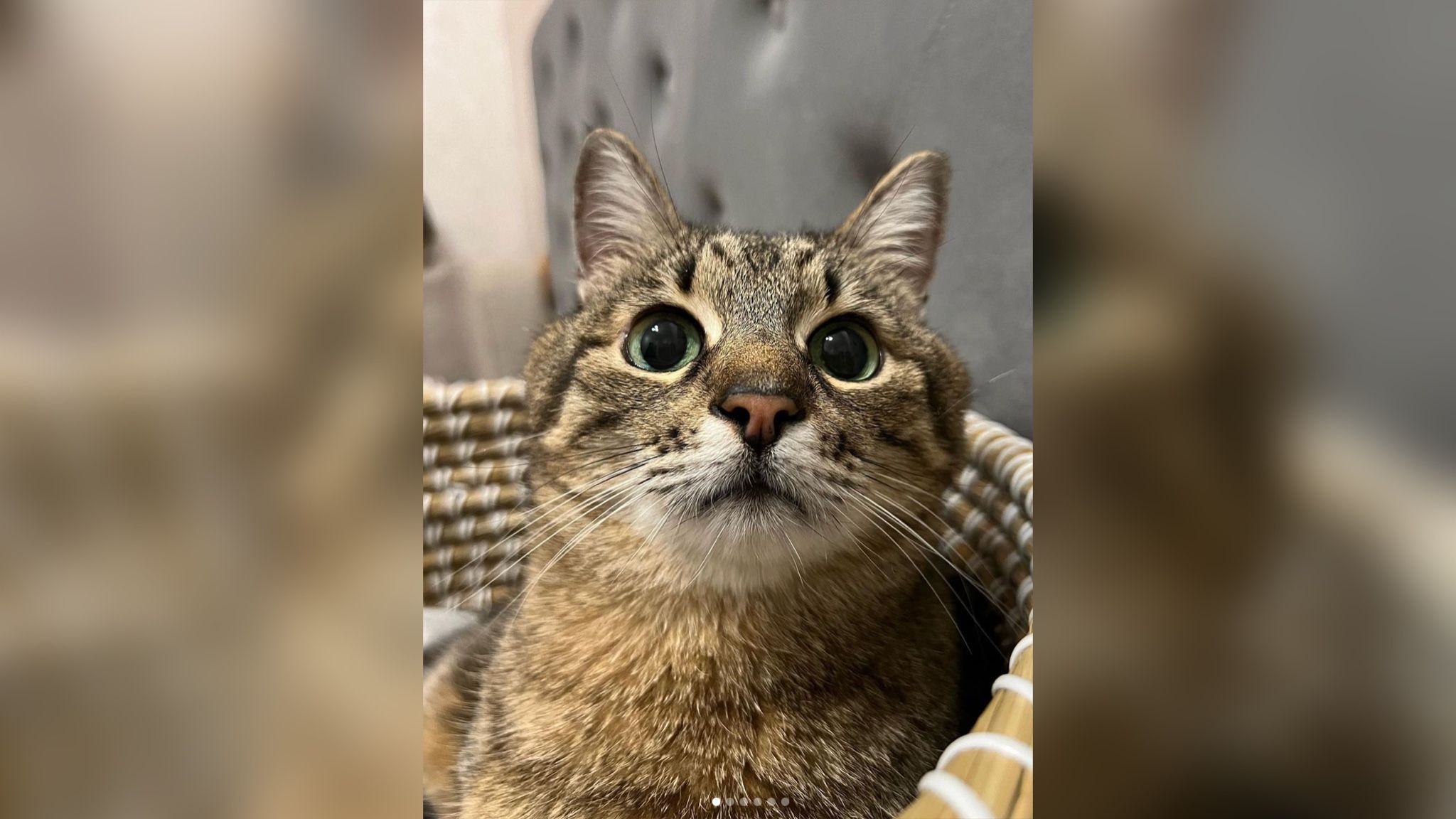 Блогер-кіт Степан прикрасив обкладинку журналу Times Monaco Блогер-кіт Степан прикрасив обкладинку журналу Times Monaco