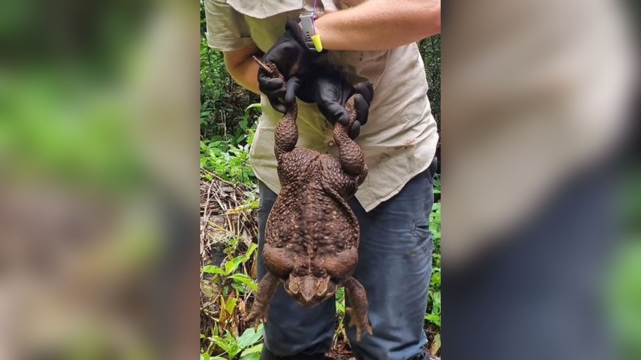 В Австралии нашли жабу-гиганта В Австралии нашли жабу-гиганта