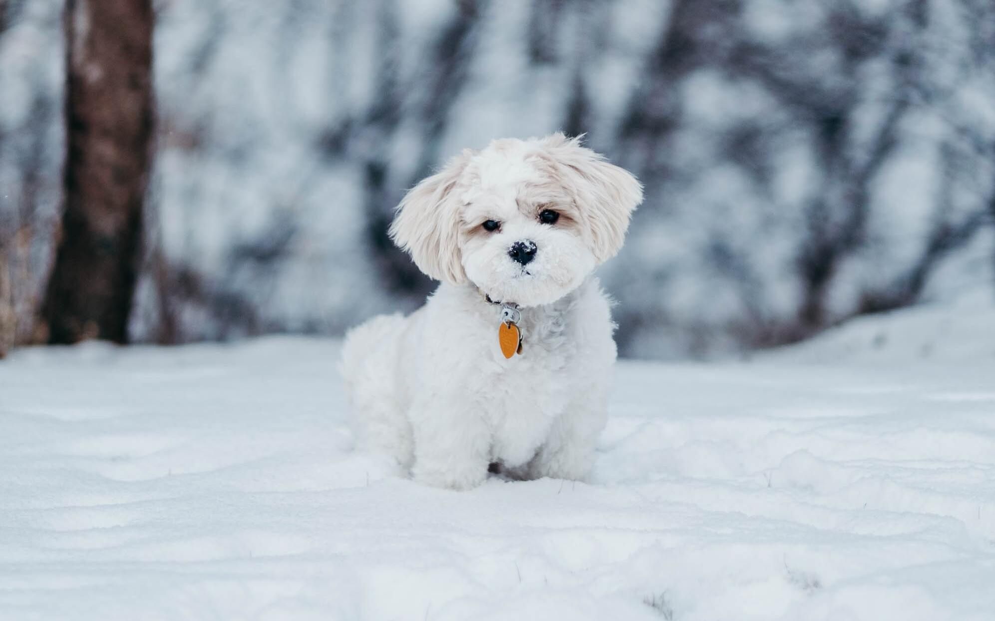 Как ухаживать за щенками зимой