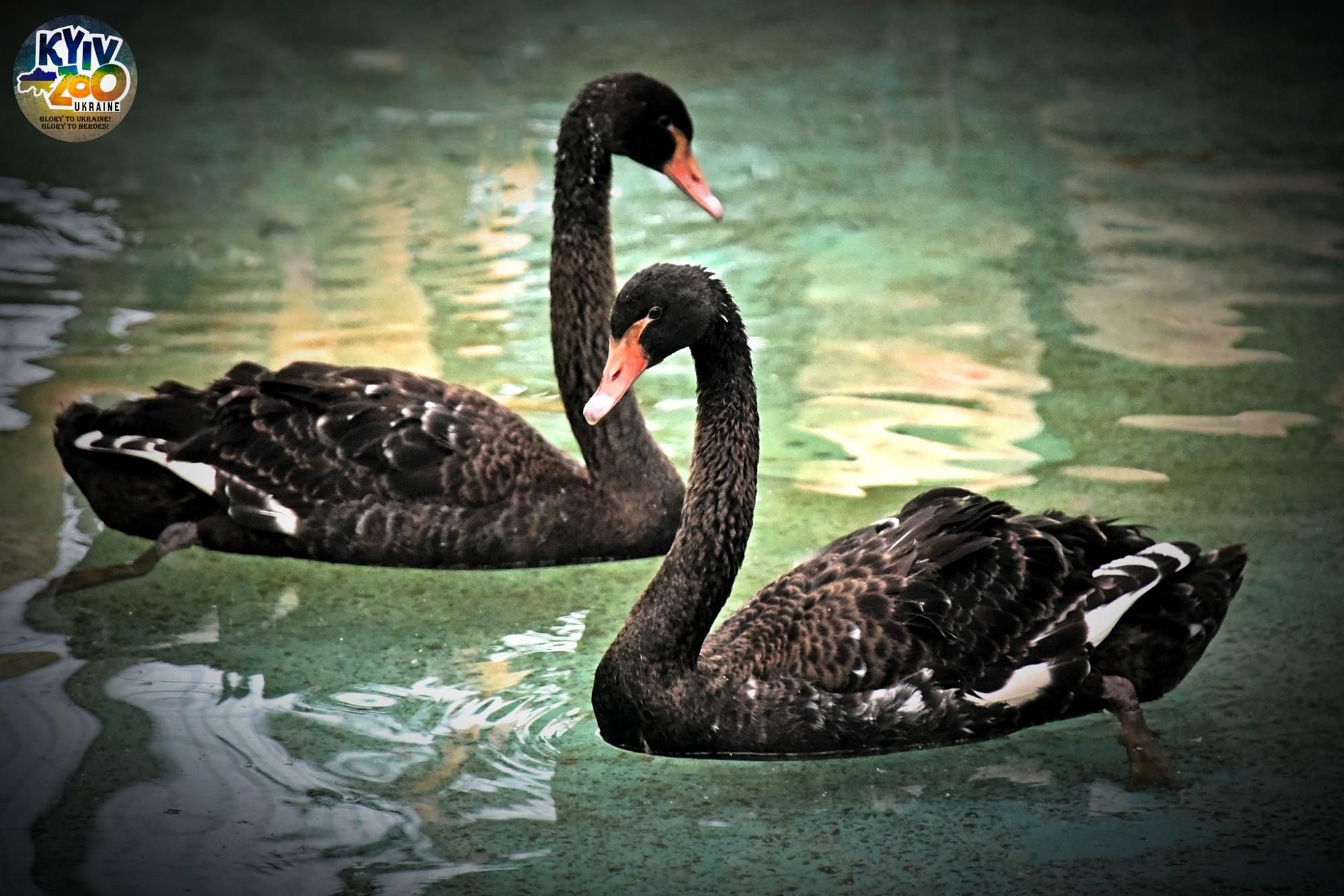 В Киевском зоопарке ожидают пополнения черных лебедей