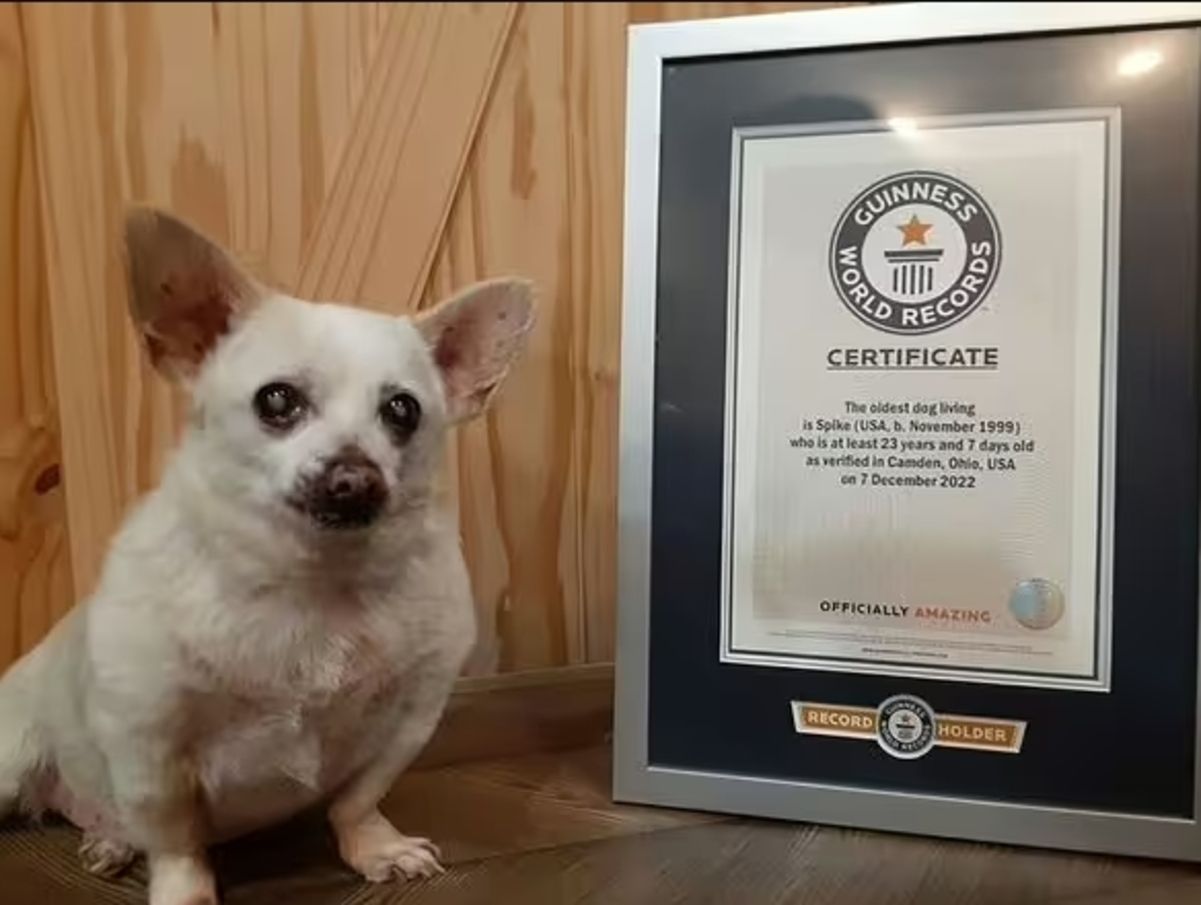 Самая старая собака в мире живет в США - Спайку 23 года - Pets Самая старая собака в мире живет в США - Спайку 23 года - Pets