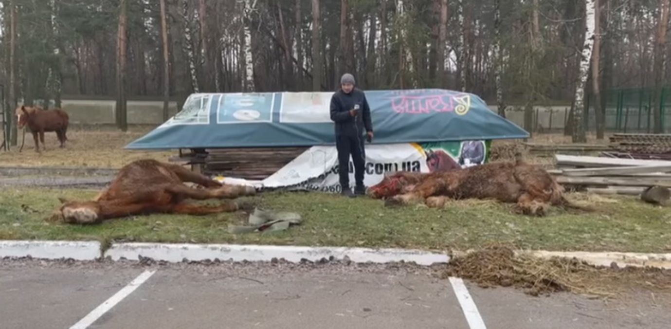 Из Угледара в Киевскую область эвакуировали племенных лошадей