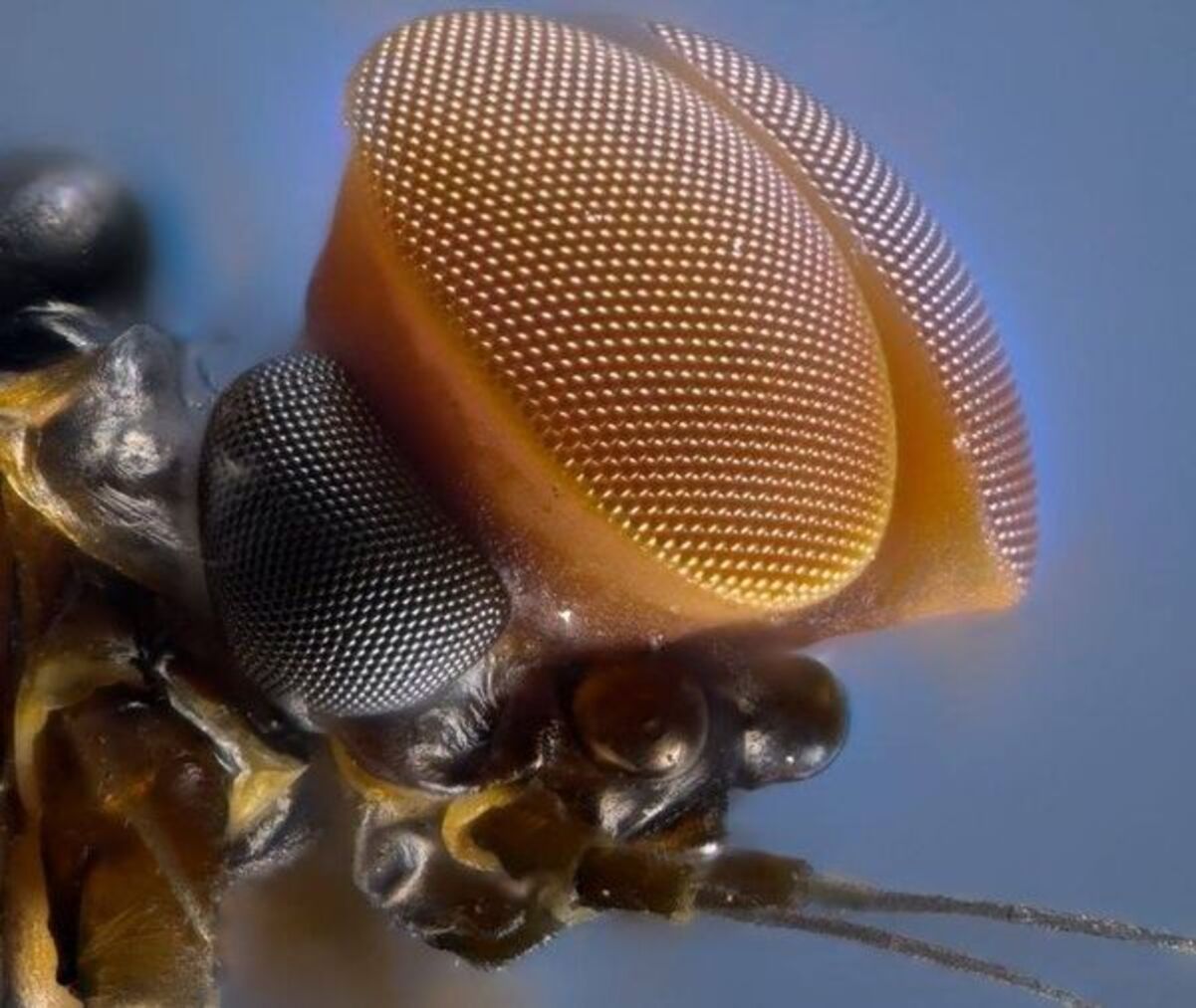 Який вигляд мають очі мухи-одноденки Який вигляд мають очі мухи-одноденки