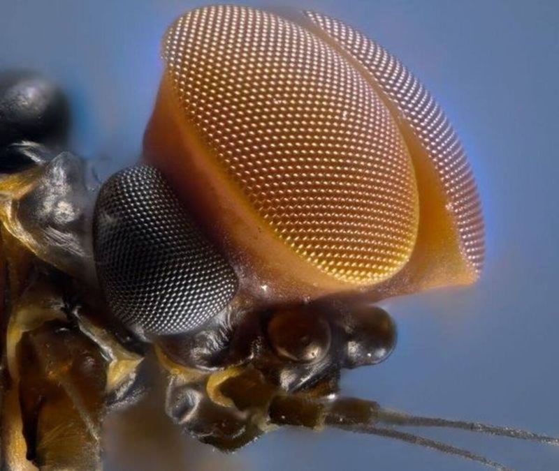 Фотография микро. Фасеточные глаза у Жуков. Глаза мухи. Глаза мухи под микроскопом. Микромир насекомые.