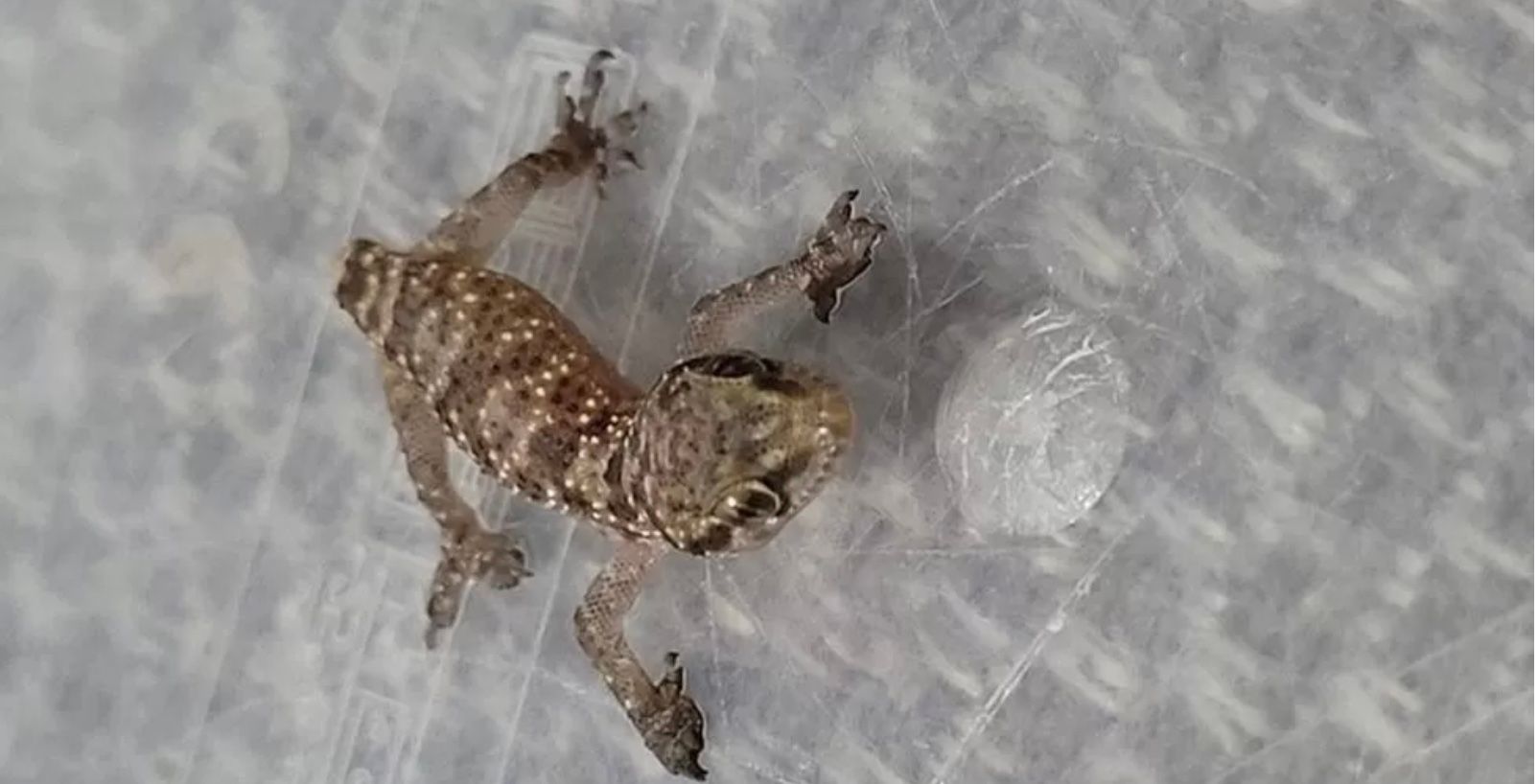 Женщина обнаружила в своем холодильнике геккона после покупок у Lidl