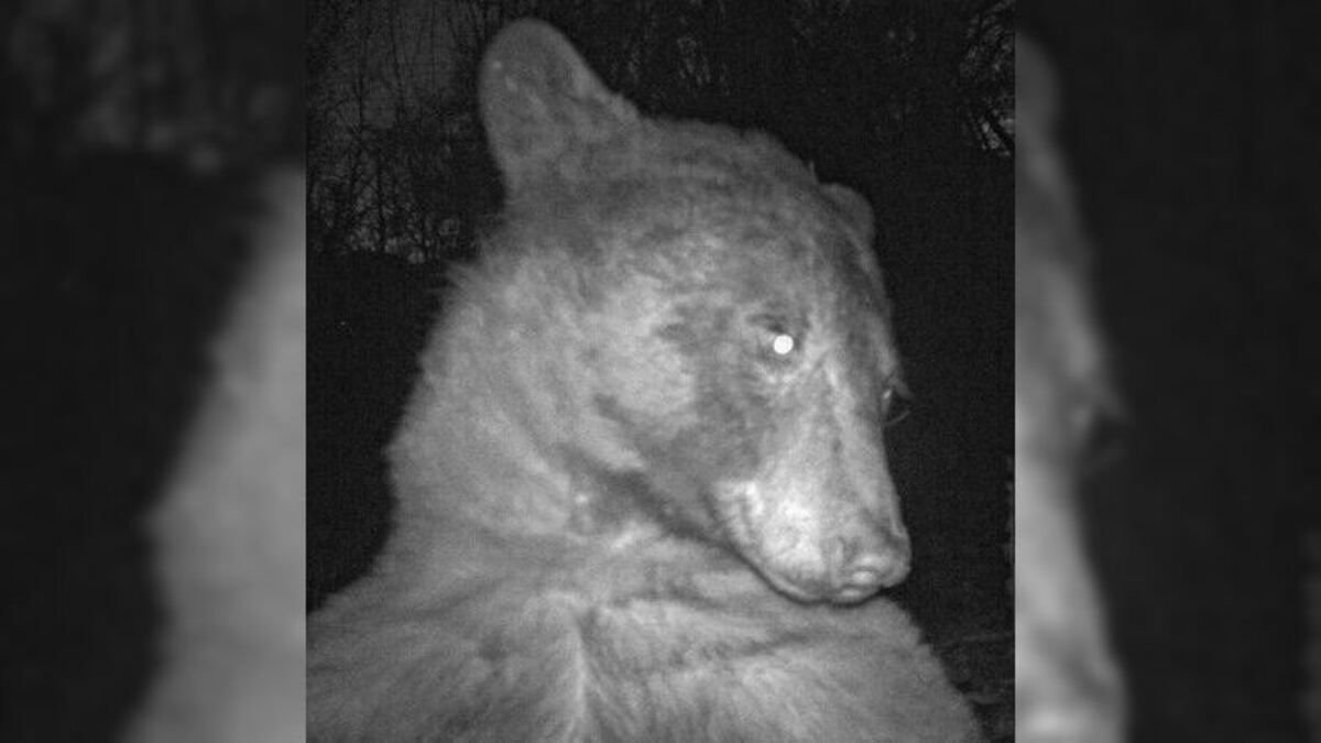 Ведмідь сам зробив сотні "селфі" Ведмідь сам зробив сотні "селфі"