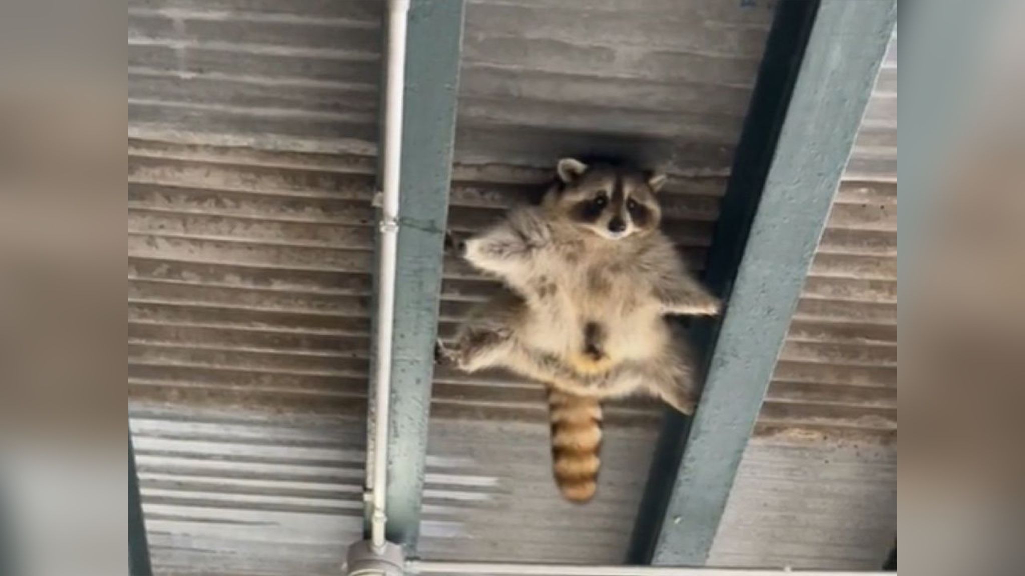 Енот стал звездой интернета, ползая по потолку навеса перехода Енот стал звездой интернета, ползая по потолку навеса перехода