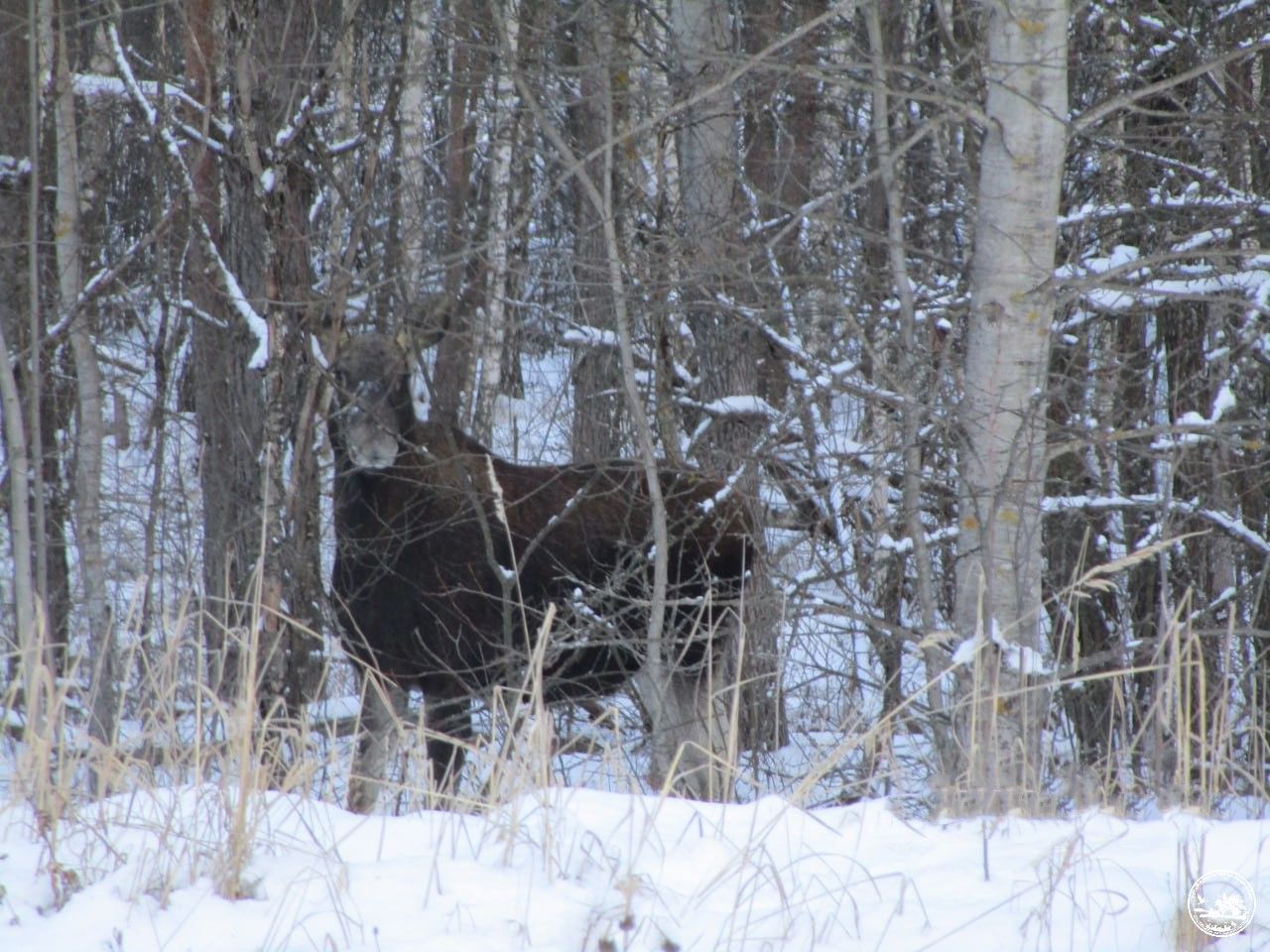 У Чорнобилі помітили червонокнижного звіра  зимові кадри - 30 января 2023 - Pets