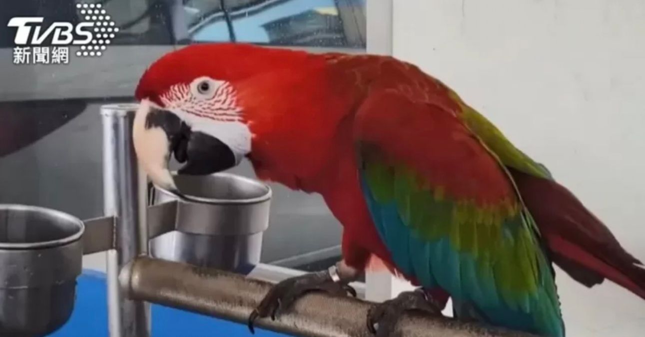 Владельца попугая оштрафовали на 90 тысяч долларов