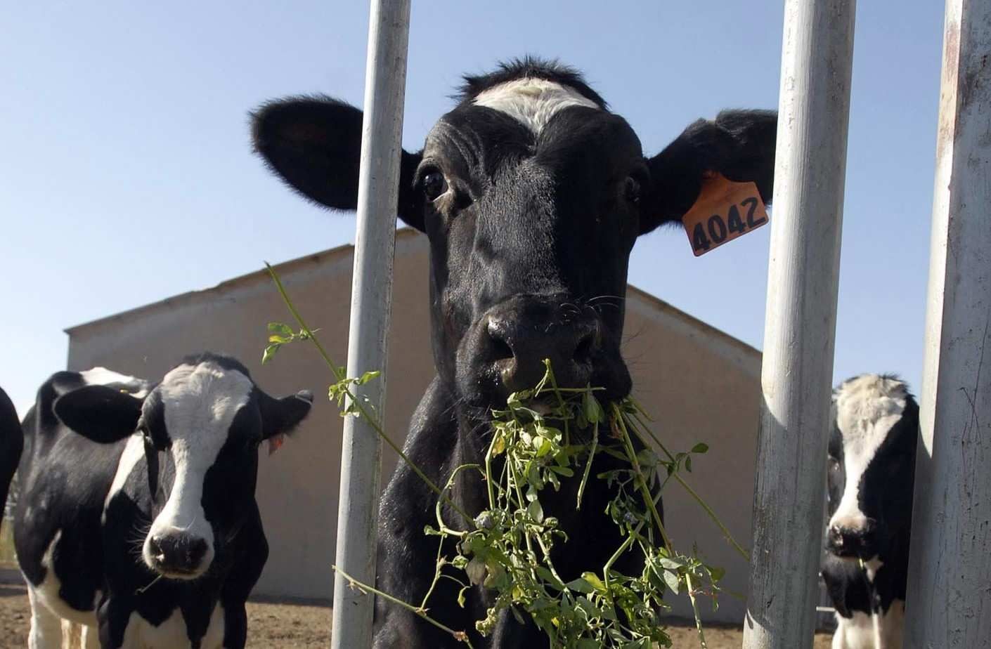 В Китае клонировали трех суперкоров В Китае клонировали трех суперкоров