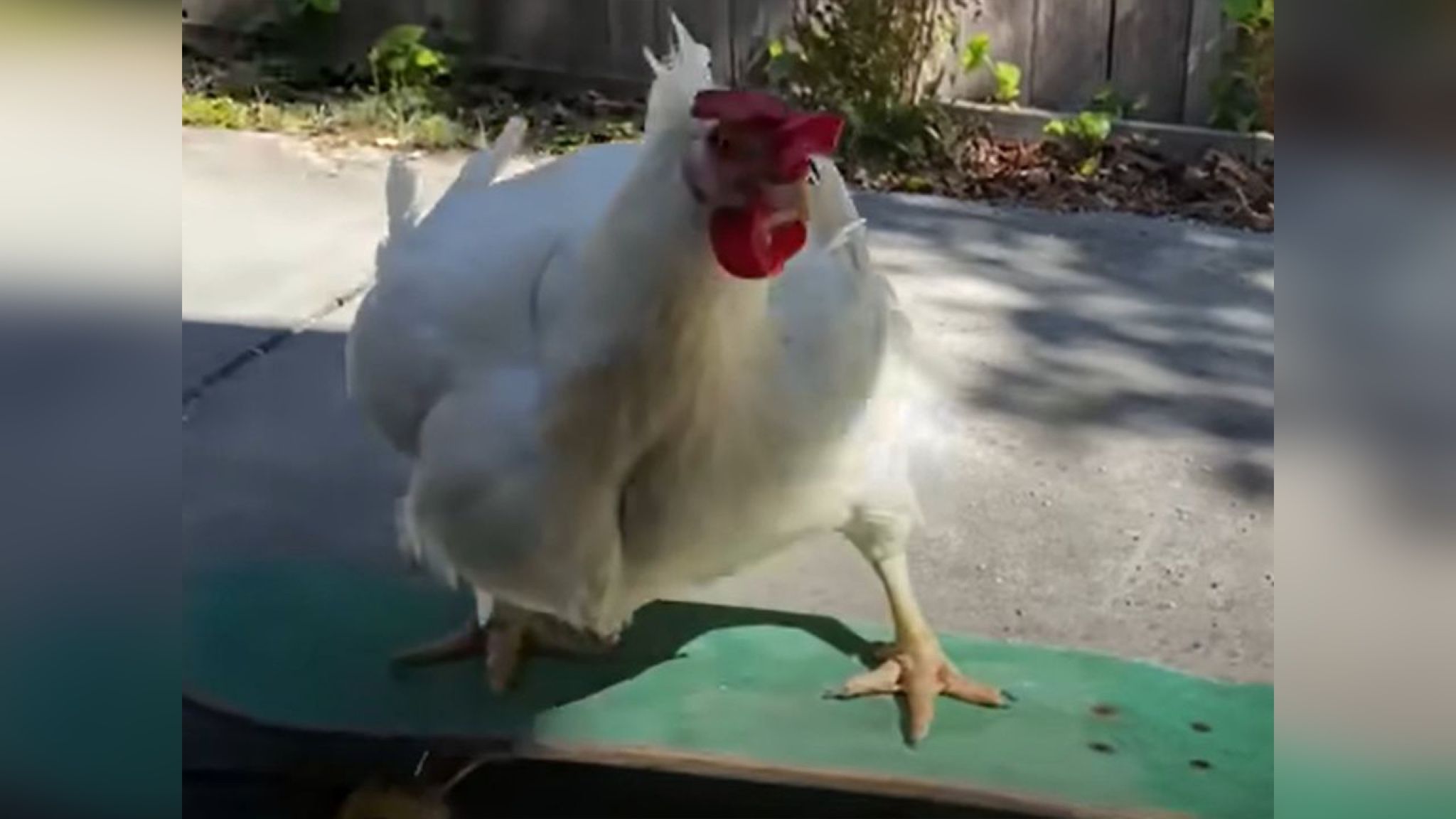 Избежавшая смерти курица стала домашним любимцем