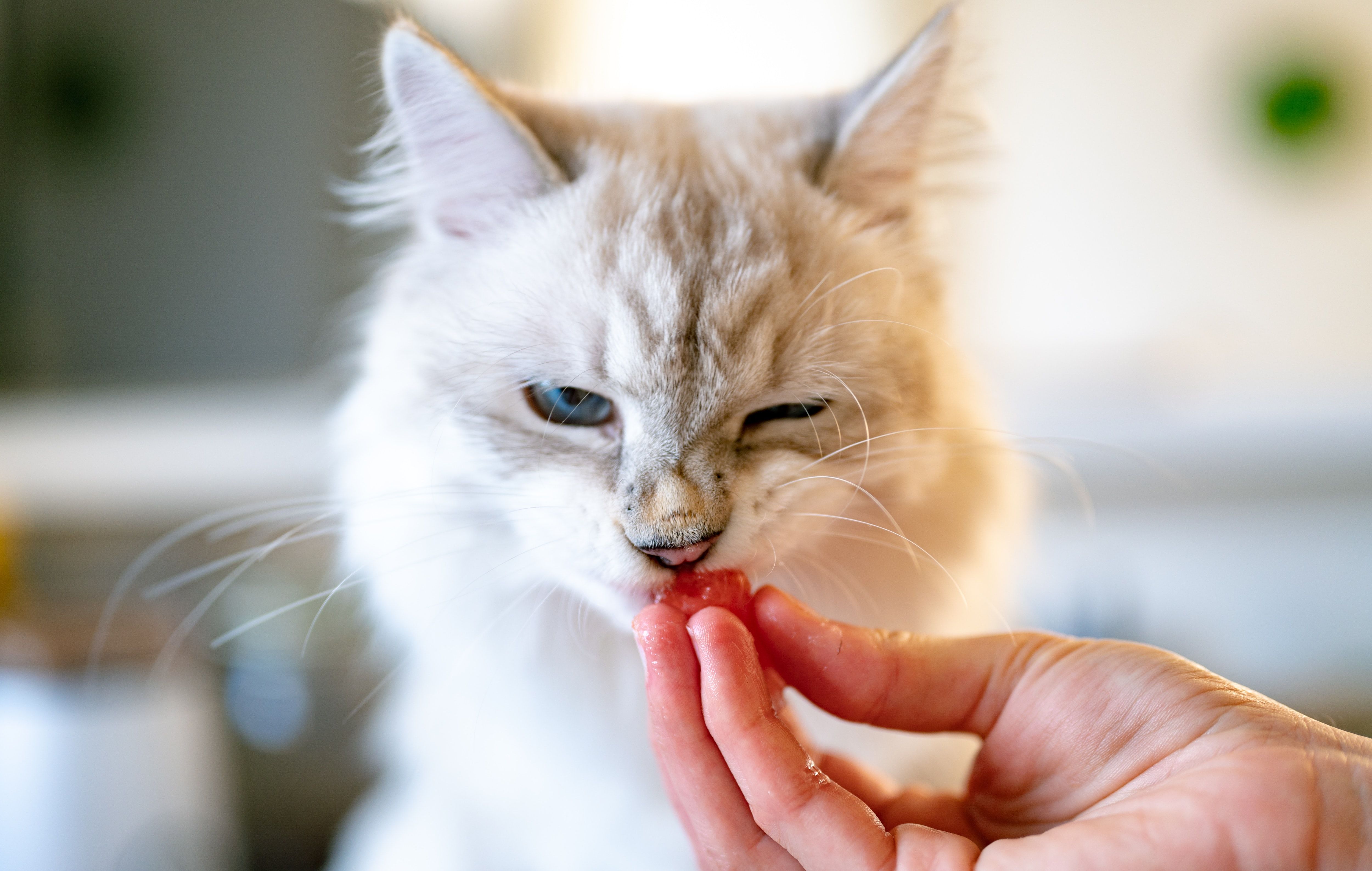 Чому кота не можна годувати з рук