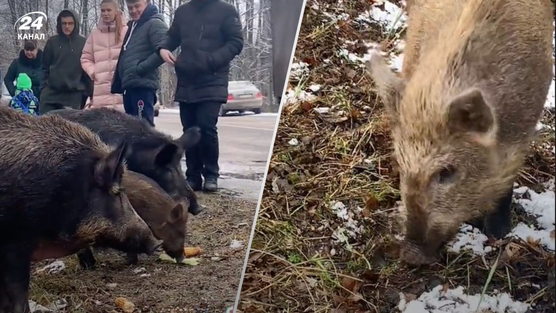 В Черкасской области дикие кабаны вышли к людям на дорогу В Черкасской области дикие кабаны вышли к людям на дорогу
