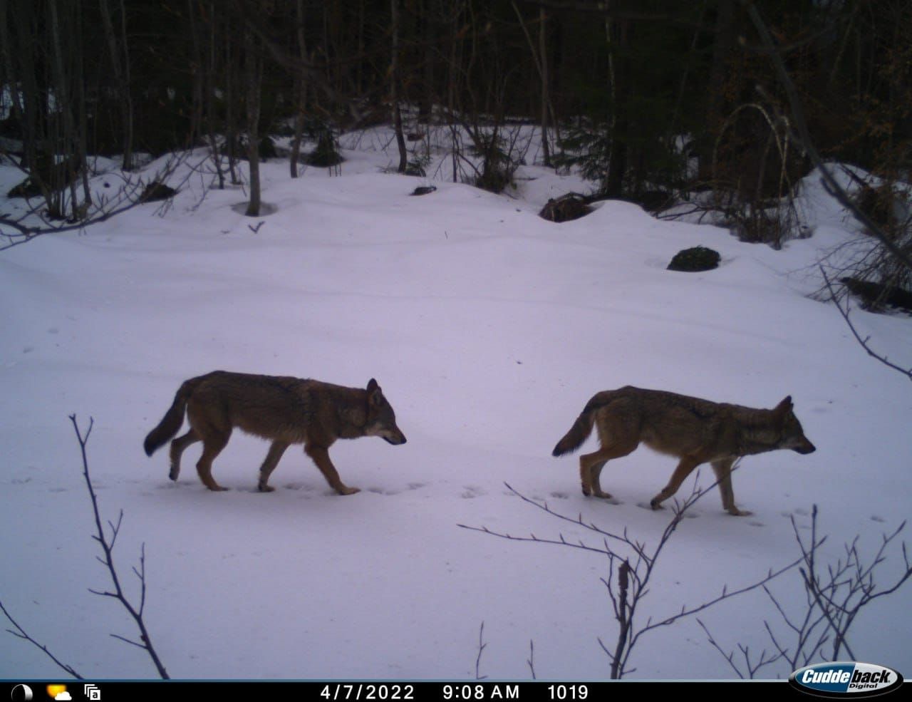 Во Львовской области предупредили о большом количестве волков Во Львовской области предупредили о большом количестве волков