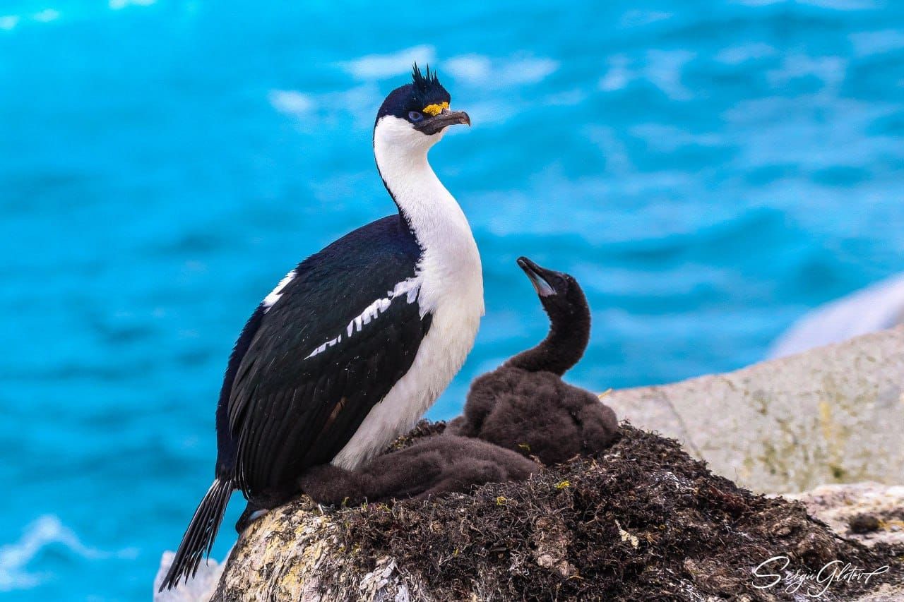 Украинские полярники показали, как растут синеглазые бакланы Украинские полярники показали, как растут синеглазые бакланы