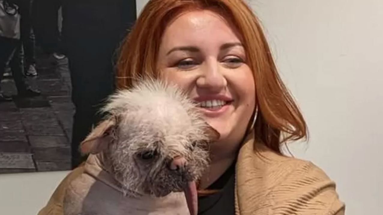 Найпотворніша собака Британії отримала премію Найпотворніша собака Британії отримала премію