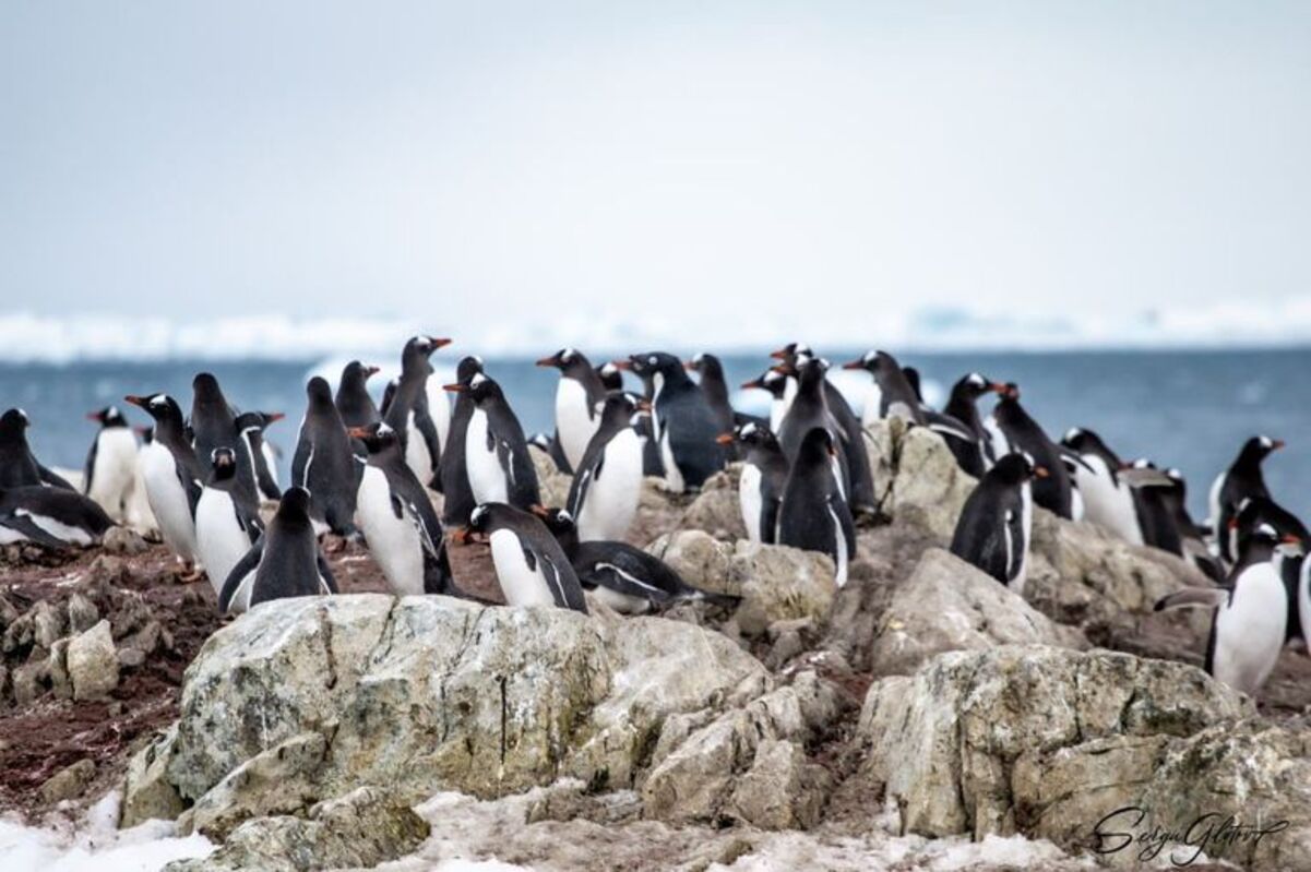 У станции "Академик Вернадский" родились 1300 пингвинят