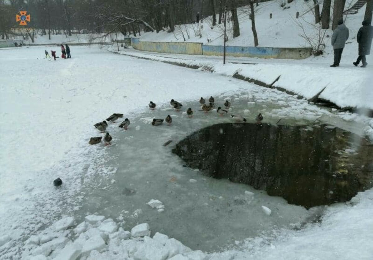 На Київщині рятувальники допомогли качкам
