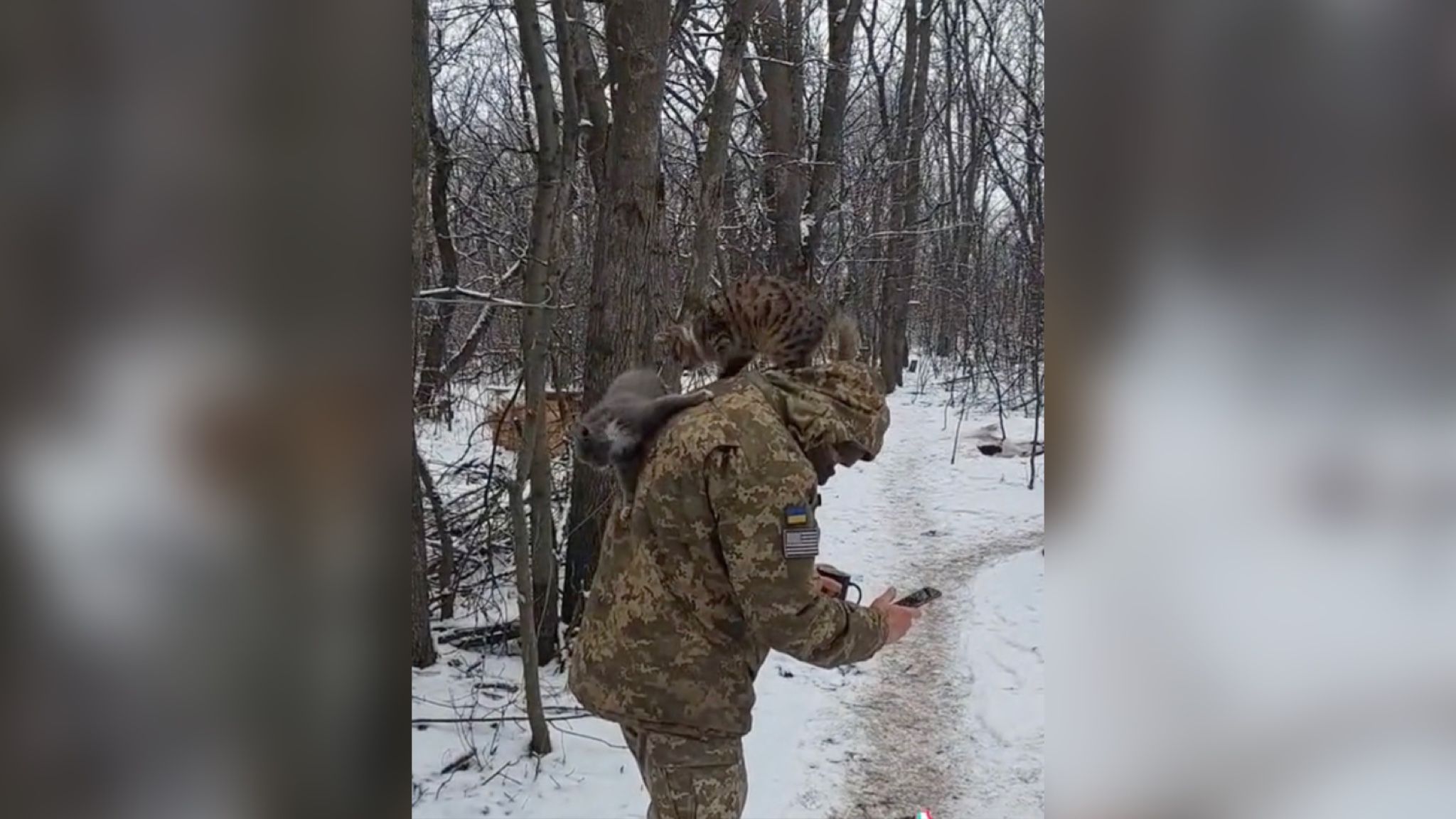 Коты устроили настоящий бой на плечах воина ВСУ