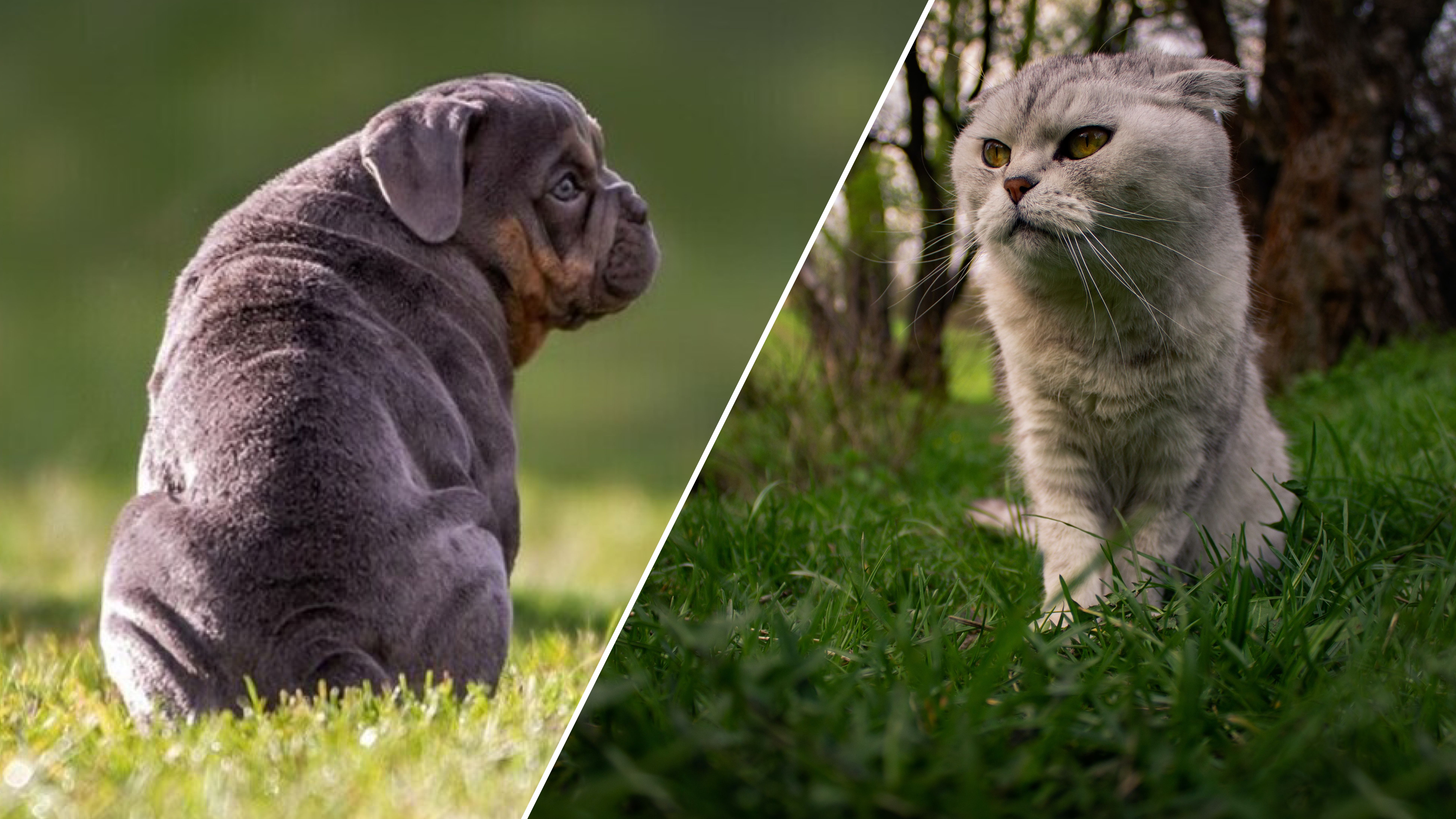 У Нідерландах заборонять собак із плоскою мордою і висловухих кішок 