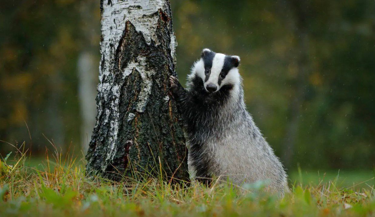 На Вінниччині завчасно прокинулись борсуки На Вінниччині завчасно прокинулись борсуки