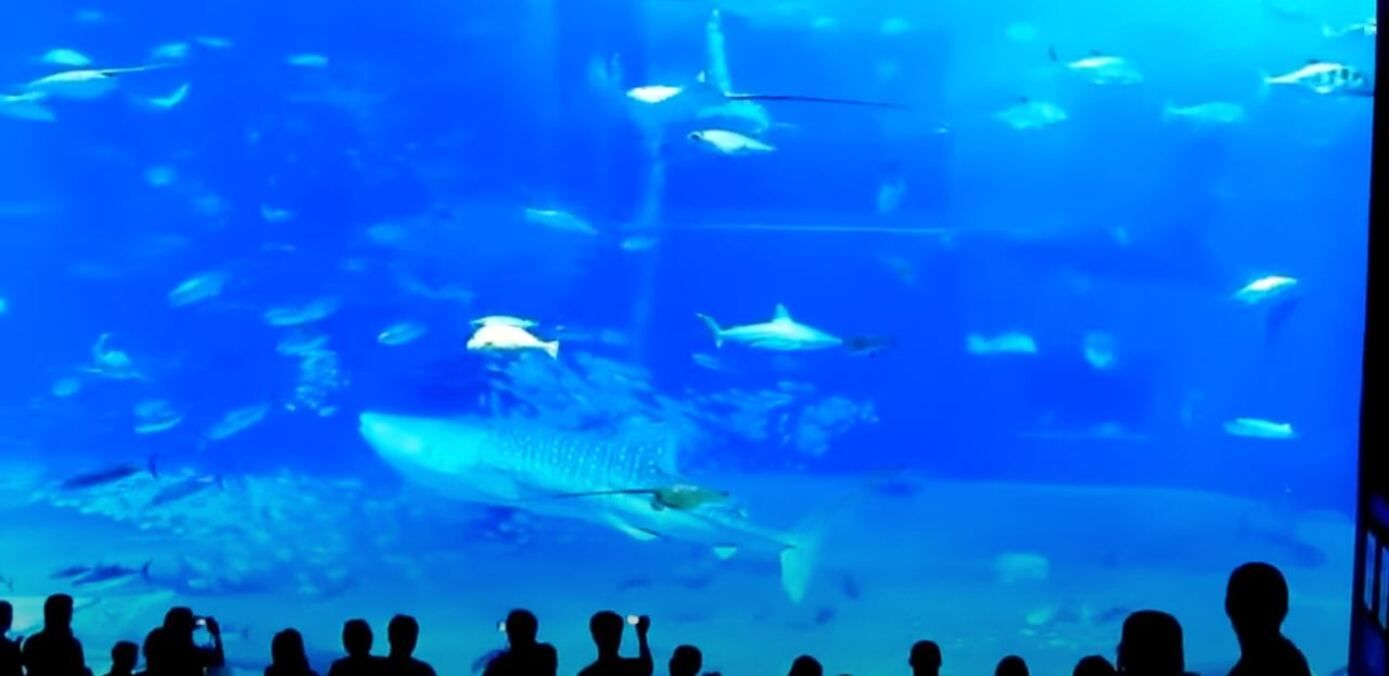 Огромная рыба-тунец "убила себя" в аквариуме