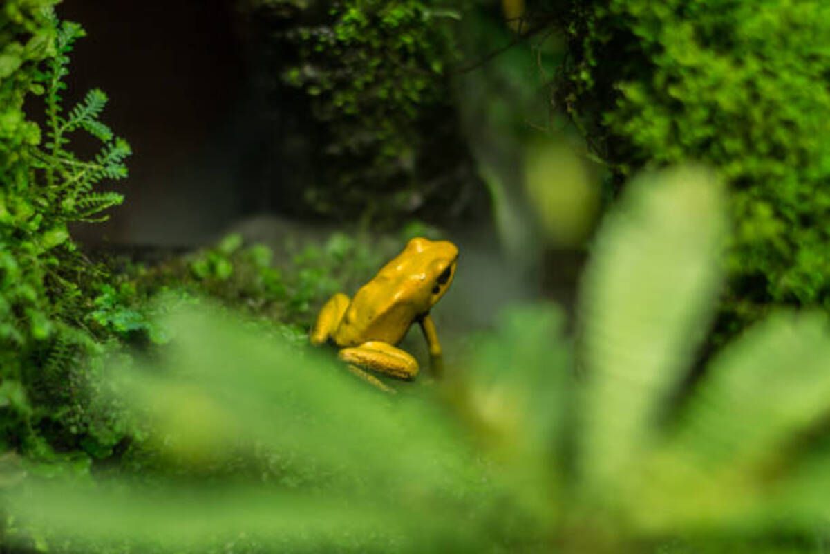 Какое животное считается самым ядовитым в мире Какое животное считается самым ядовитым в мире