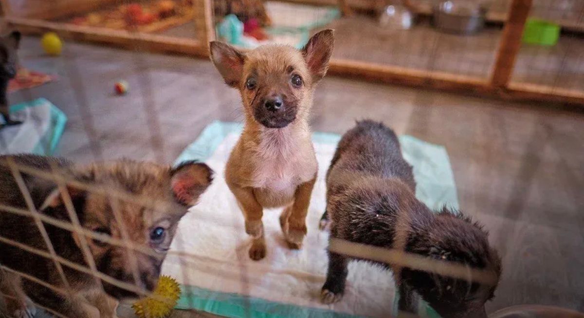 Save Pets of Ukraine запустил программу патронажа как работает Pets