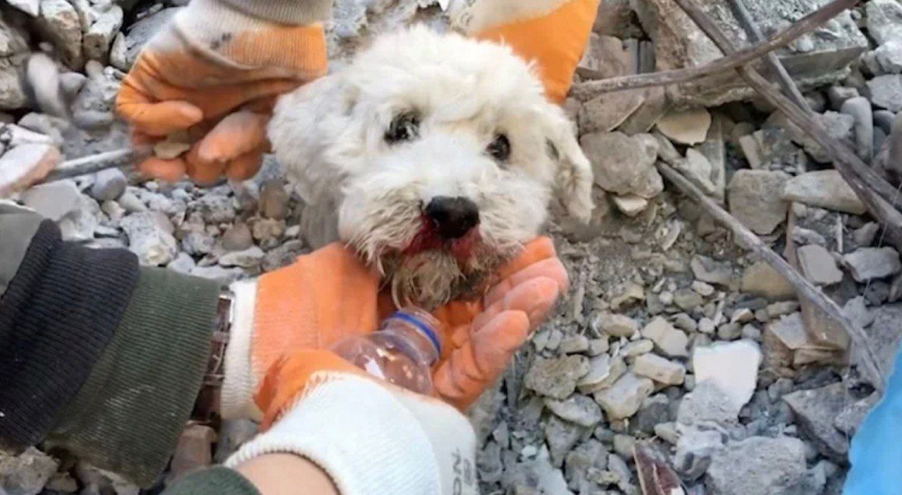 У Туреччині після землетрусу з-під завалів витягнули маленьку собачку