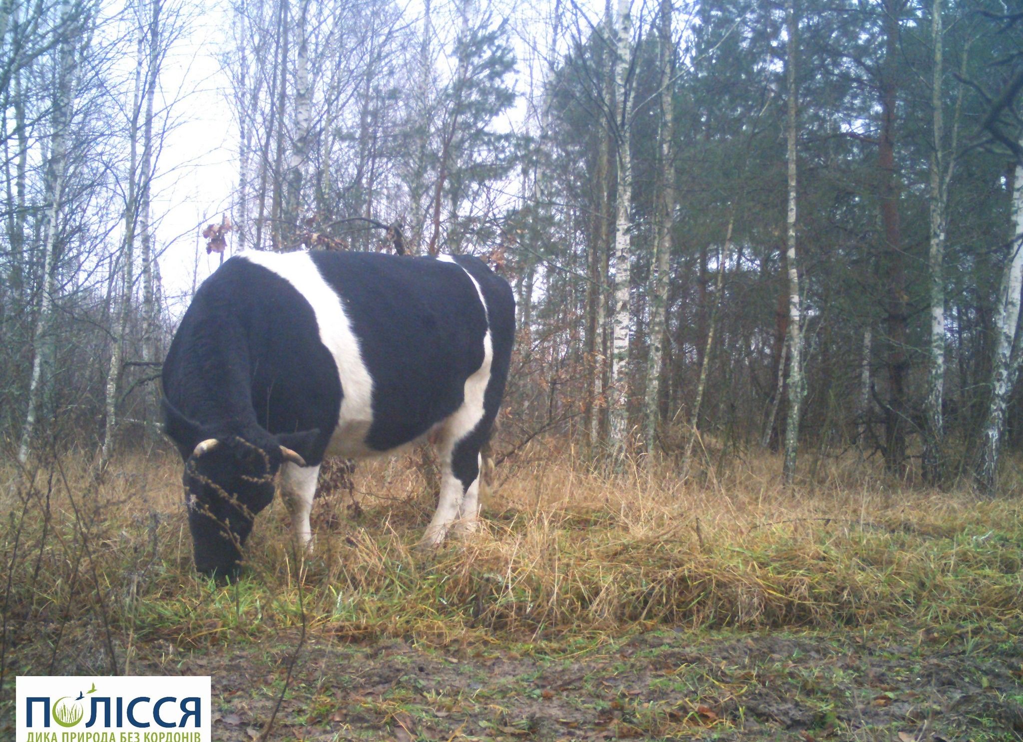 У Чорнобилі корови потрапили на фото