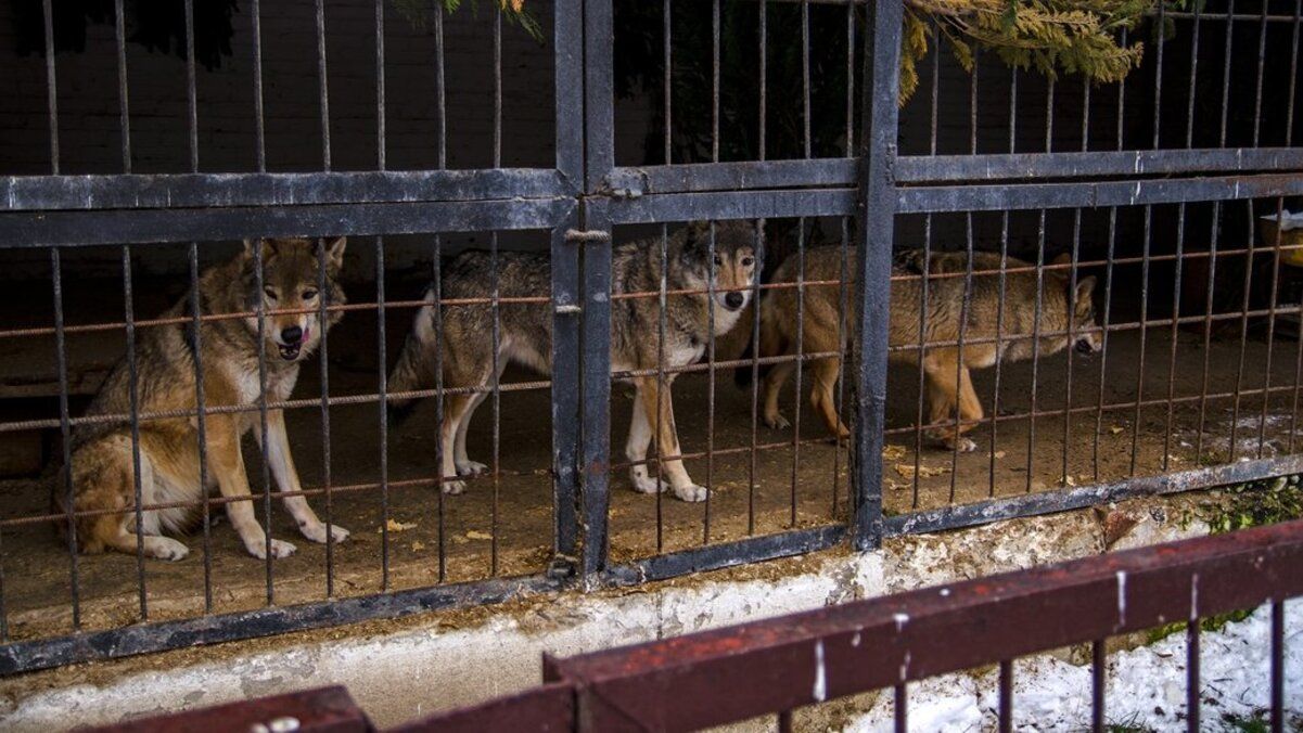 Як зимують тварини Луцького зоопарку, коли нема світла Як зимують тварини Луцького зоопарку, коли нема світла